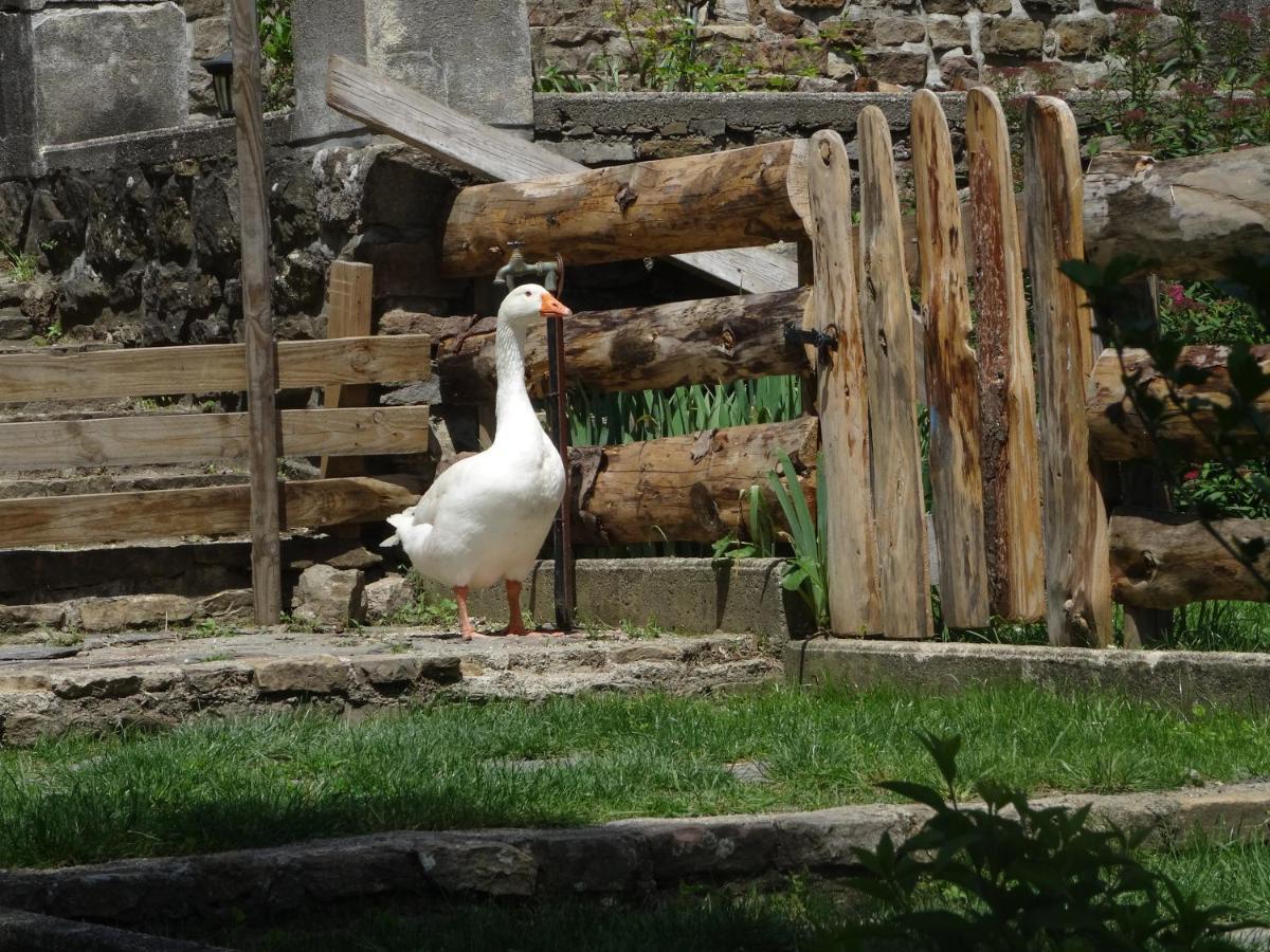 Le Mas Du Galibot Chambre Cambalotte Saint-Florent-sur-Auzonnet 外观 照片
